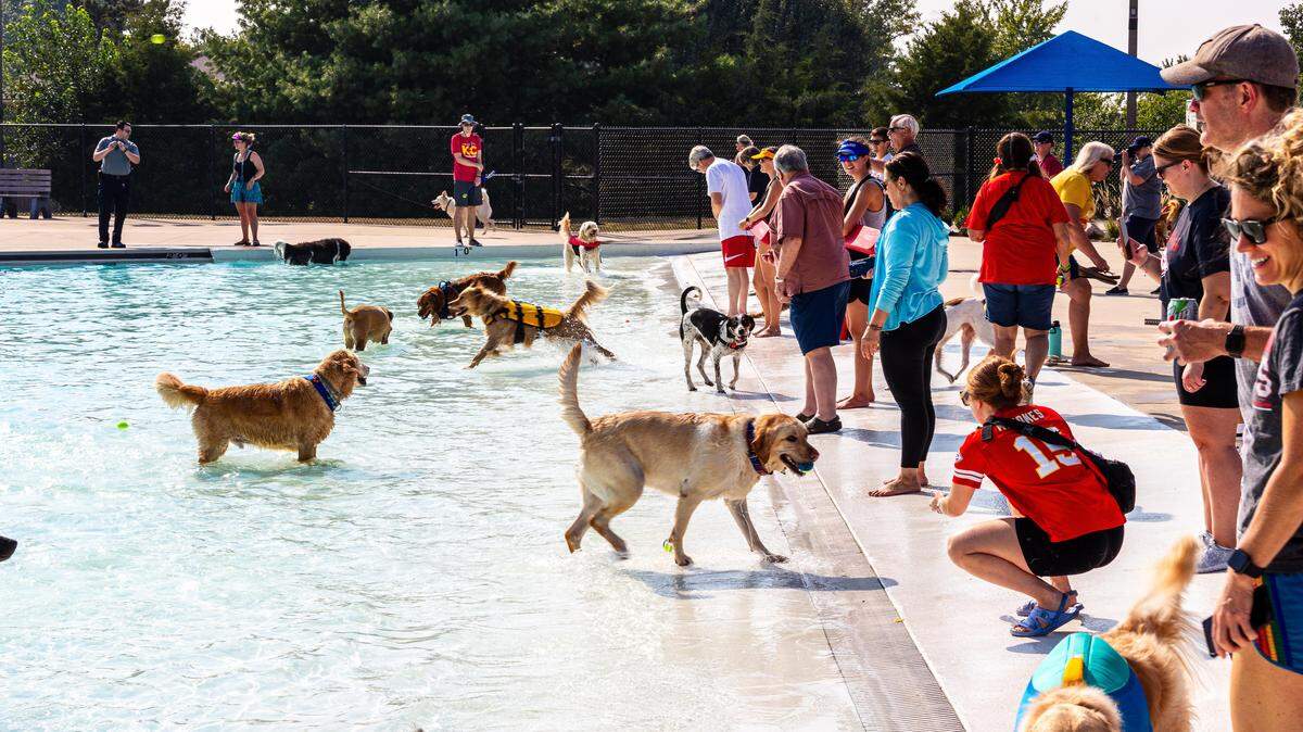 The “Dog Days of Summer” include numerous swimming sessions for dogs of all sizes in Johnson County public pools.