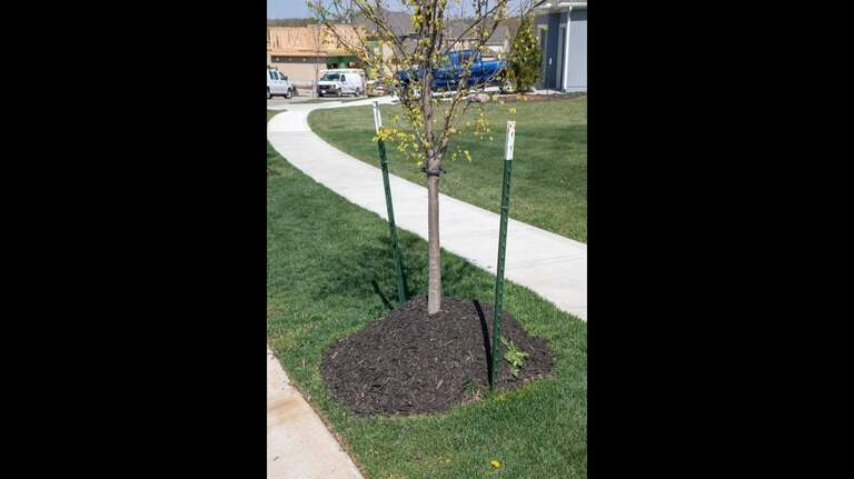 Mulch madness: Before you pile it on in garden, learn to avoid the dreaded volcano