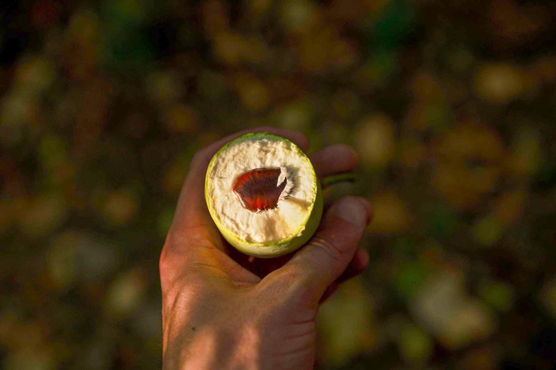 The cross section of an unripe pawpaw is shown here. This pawpaw was split open after it fell to the ground from a large tree along Indian Creek Trail in Kansas City.