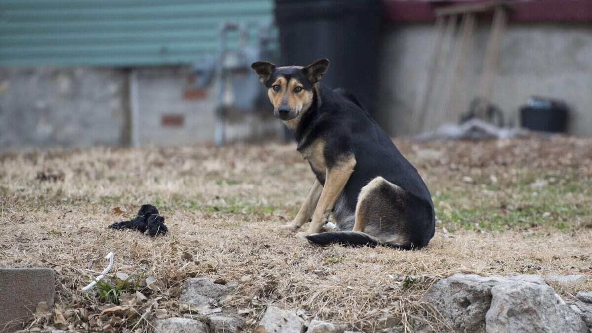 A stray dog sits in a yard in Kansas City, Kansas.