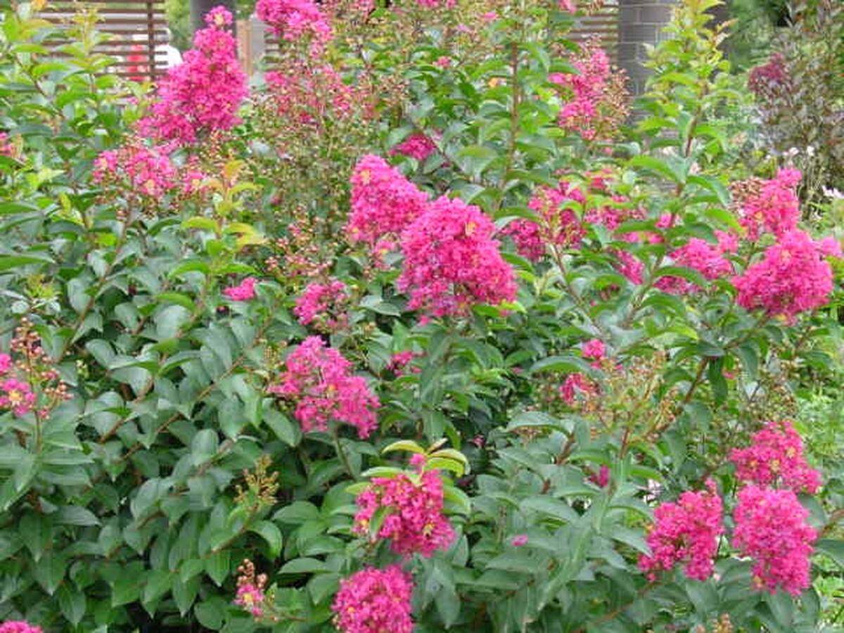 Crepe myrtle is one of a handful of plants that likely struggled most in the freezing temps.