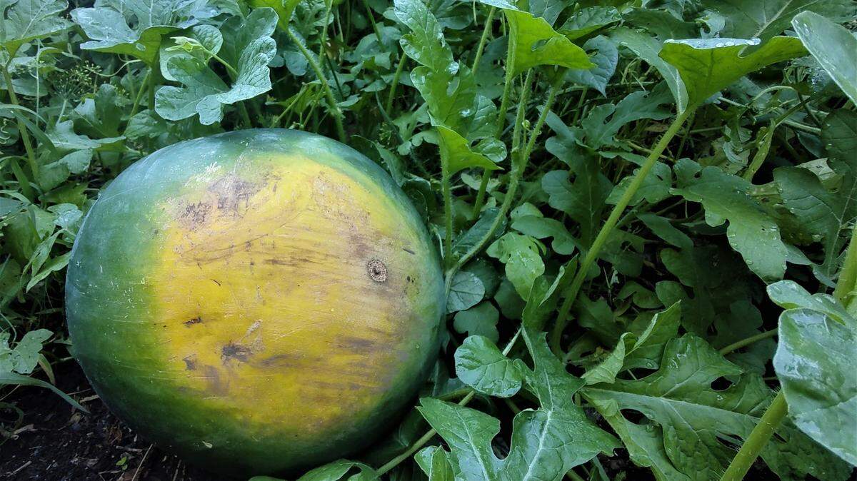 This yellow spot where the watermelon was touching the ground is a good sign that it’s perfectly ripe. A white spot would indicate that the melon would need more time to ripen.