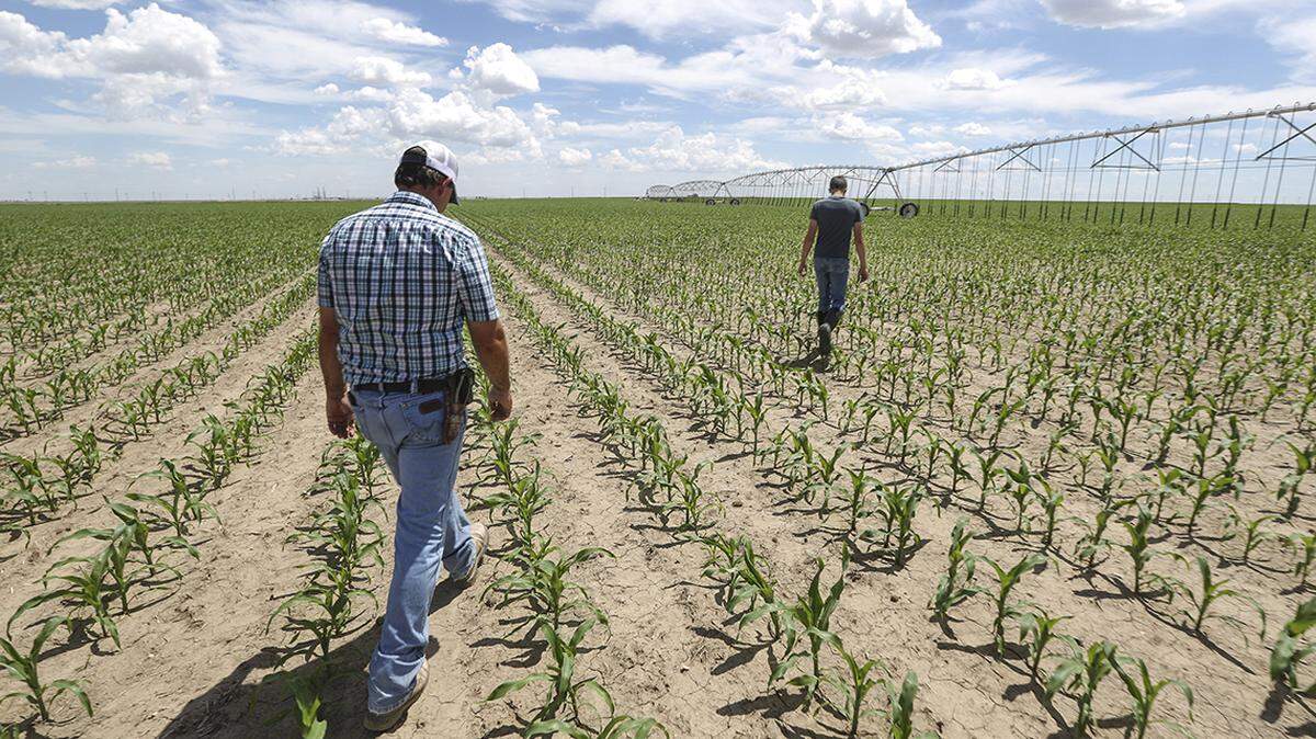 The chaos of the Trump administration is undermining agriculture here and across the nation.