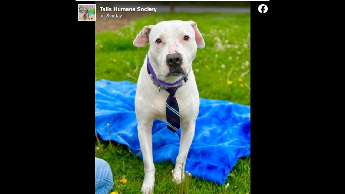 Bane was left tied to a dumpster and needs a new home, an Illinois shelter said.