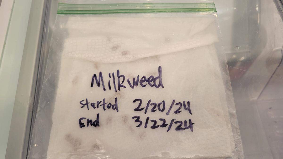 The cold stratification process can be as little as a few days or as long as four months.