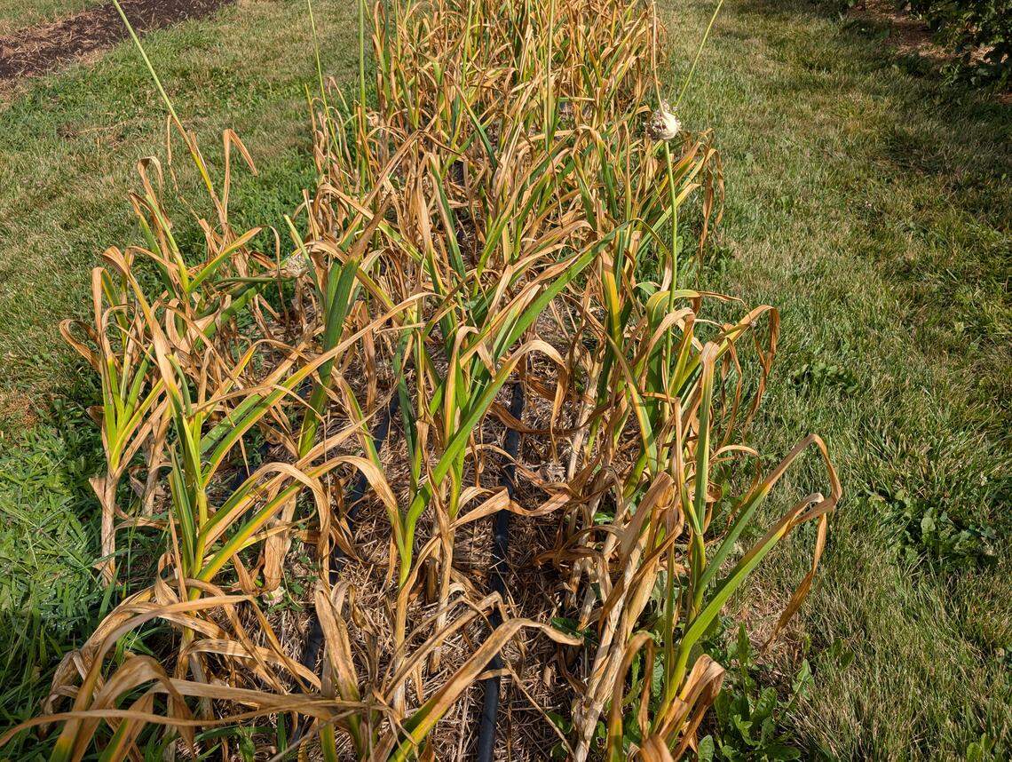 This is garlic that is ready to harvest.