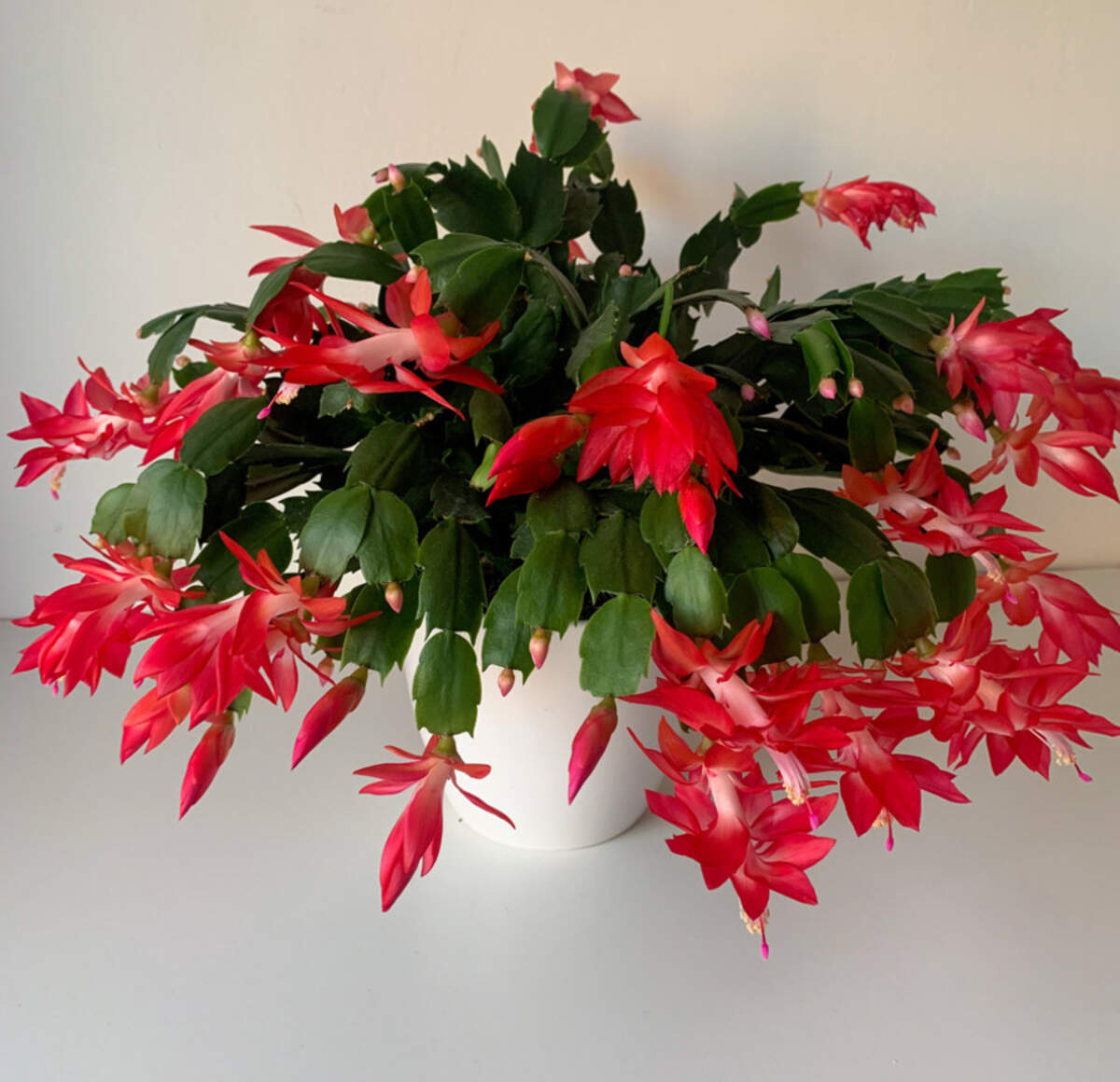 For succulent lovers, holiday cacti, tropicals native to Brazil, are an attractive option.