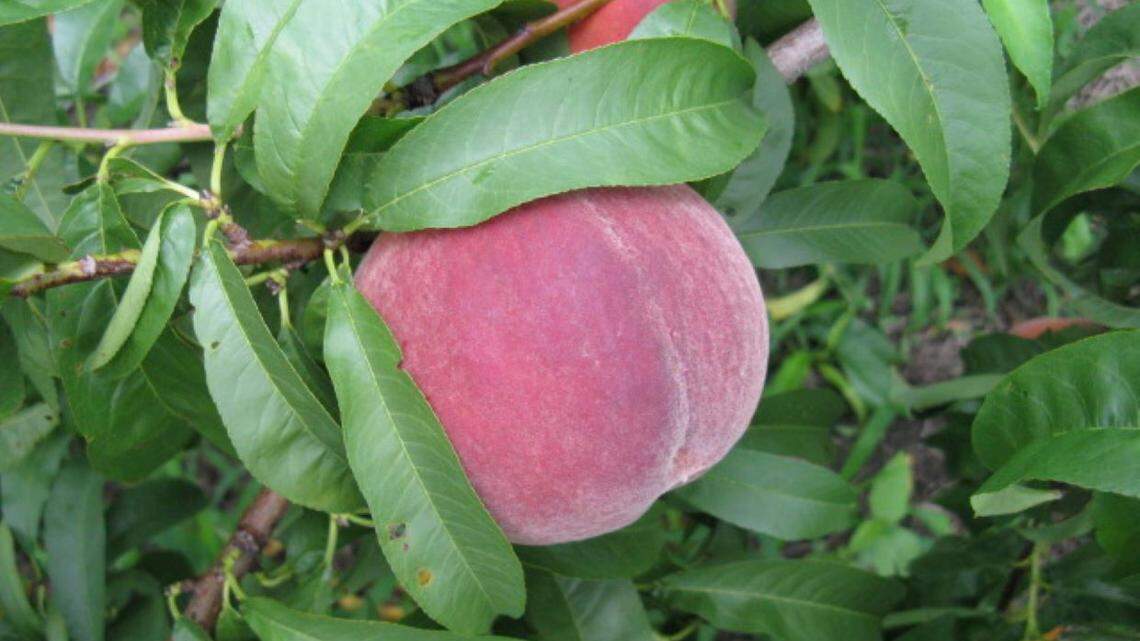 Will the latest Arctic freeze impact your fruit trees? Know the stages of your trees’ budding cycle to discover the answer.