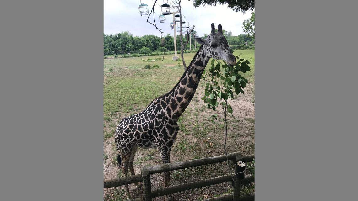 Hamisi, a 9-year-old male giraffe at the Kansas City Zoo, died of “acute spinal cord injury” from a freak accident in its barn.