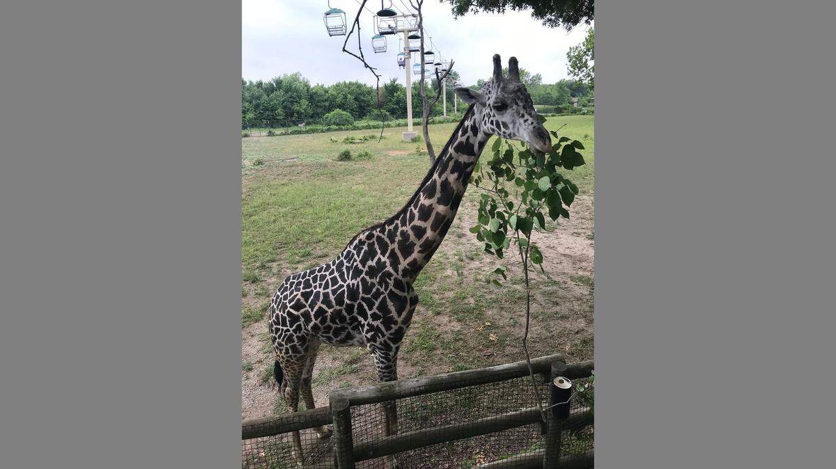 Hamisi, a 9-year-old male giraffe at the Kansas City Zoo, died of “acute spinal cord injury” from a freak accident in its barn.