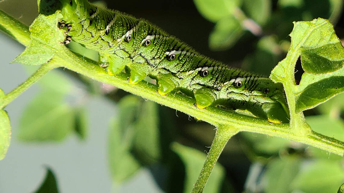 Beating the ‘bug boom’: How to control vegetable pests this summer