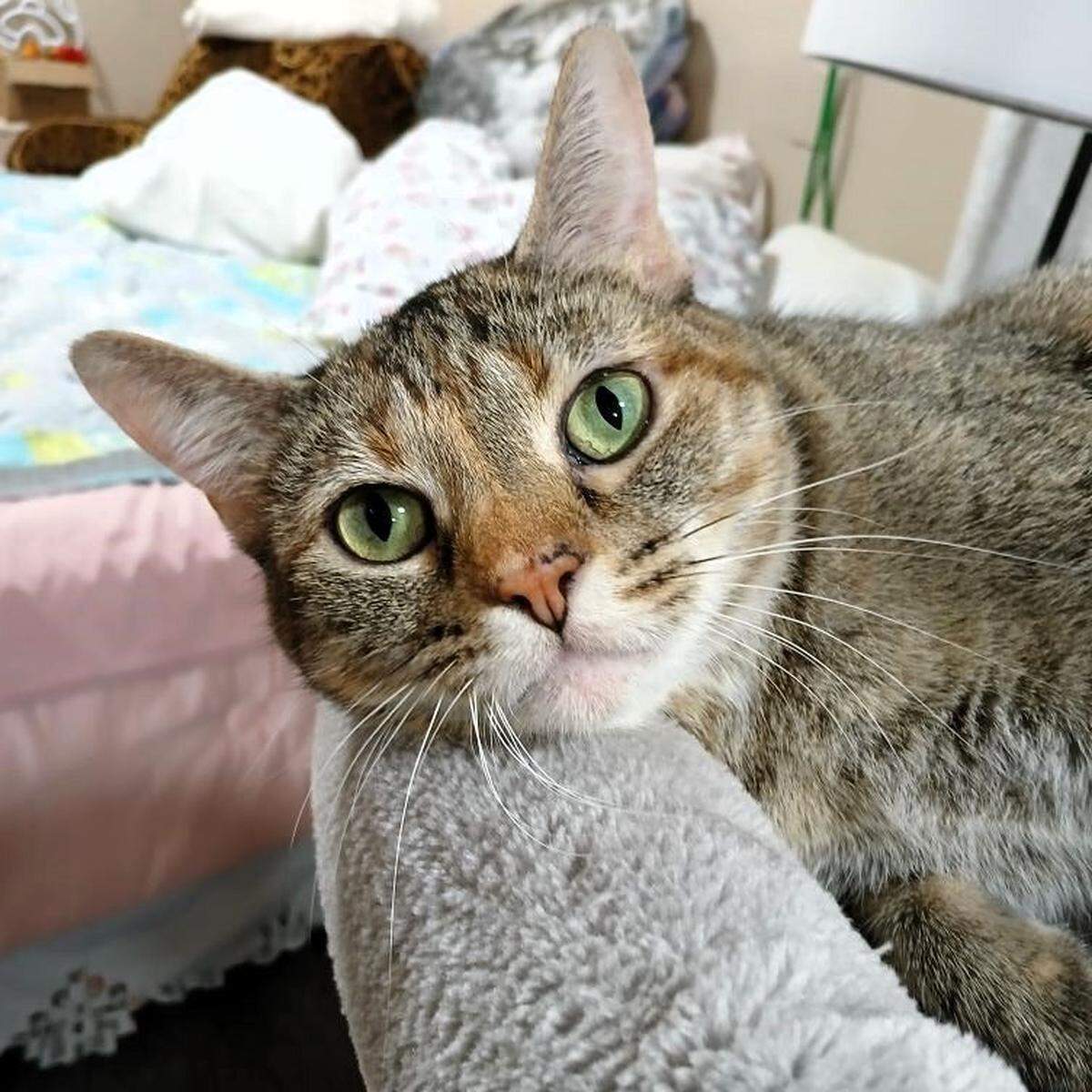 Clove is a 3-year-old calico available for adoption at Melissa’s Second Chances in Shawnee.