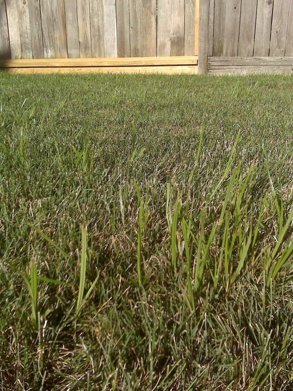 Nut grass that has invaded a lawn