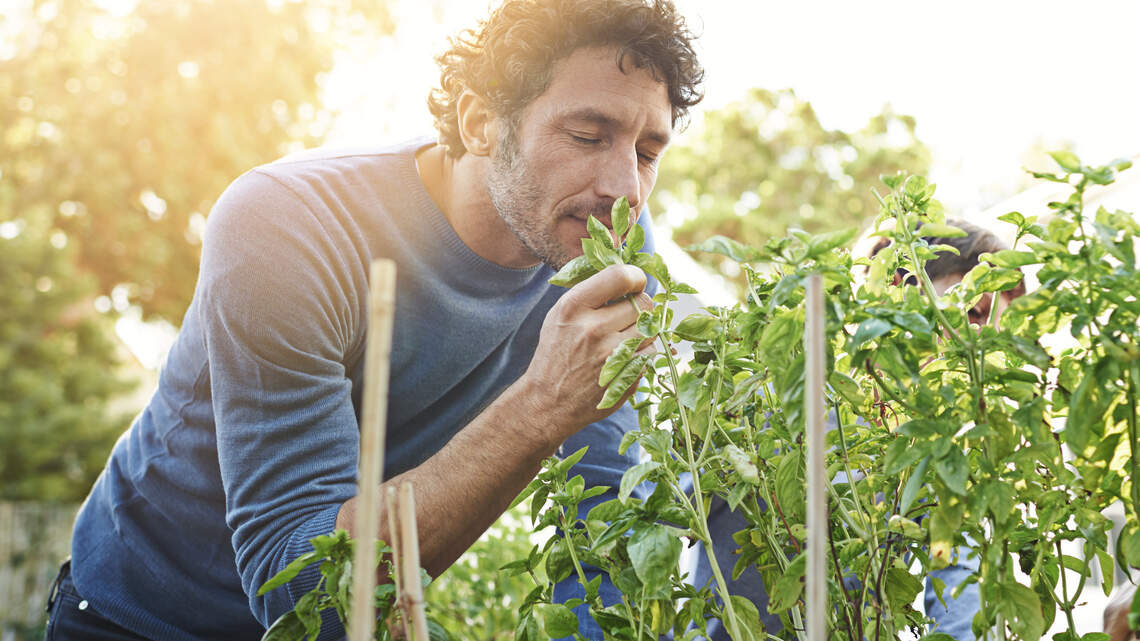Wellness gardens are gaining popularity in schools and backyards as more people embrace nature