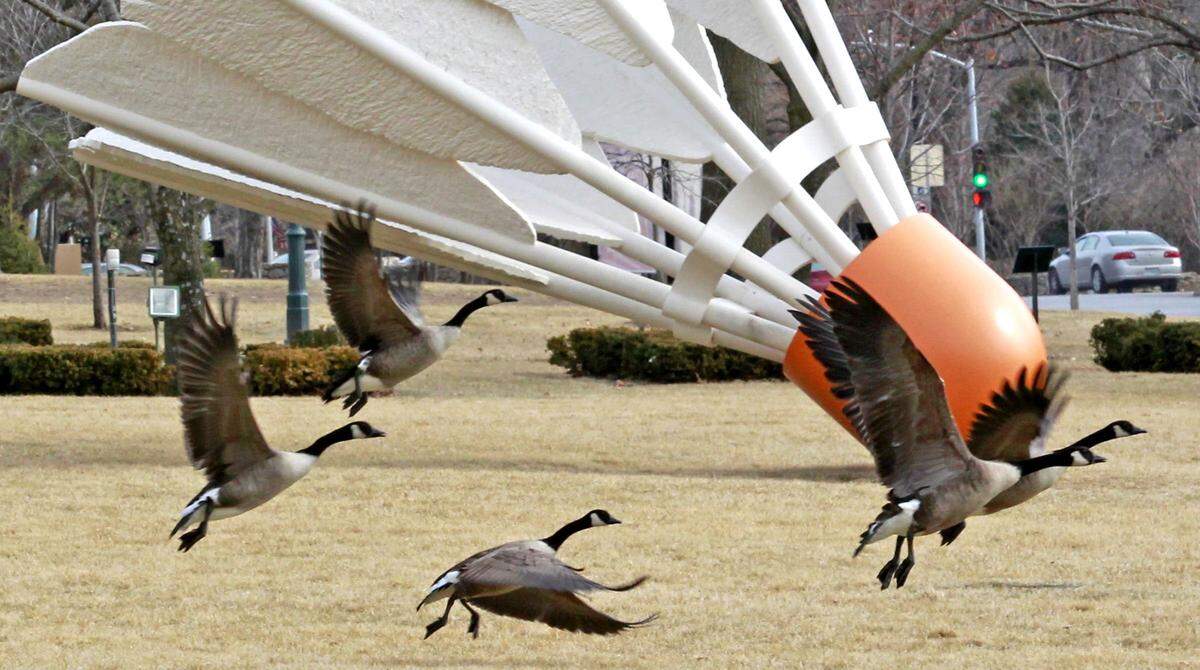 Birdies of a feather flock together, they say. Some Canada geese proved that as they gathered among the shuttlecocks in 2014.