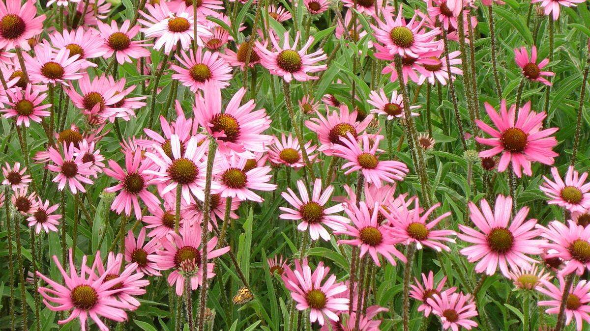 Echinacea is a type of native plant that can help the ecosystem in our area.