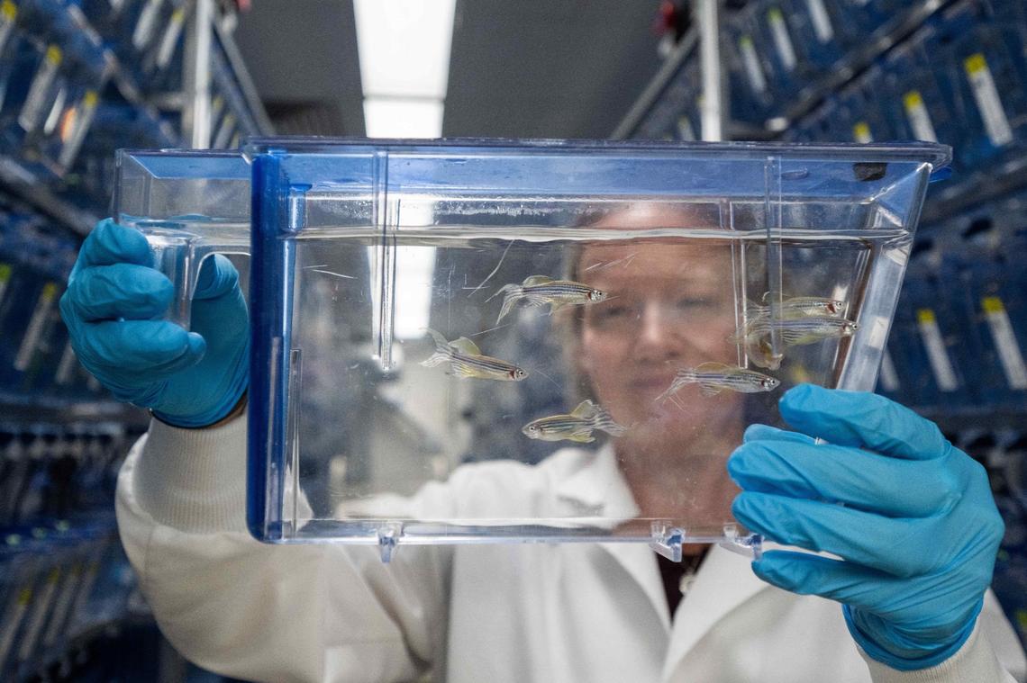 Laboratory manager Carrie Carmichael shows a tank of zebrafish in a laboratory inside the Stowers Institute for Medical Research in Kansas City on Aug 26, 2024. Zebrafish are studied here because they can regenerate their fins and hearts.