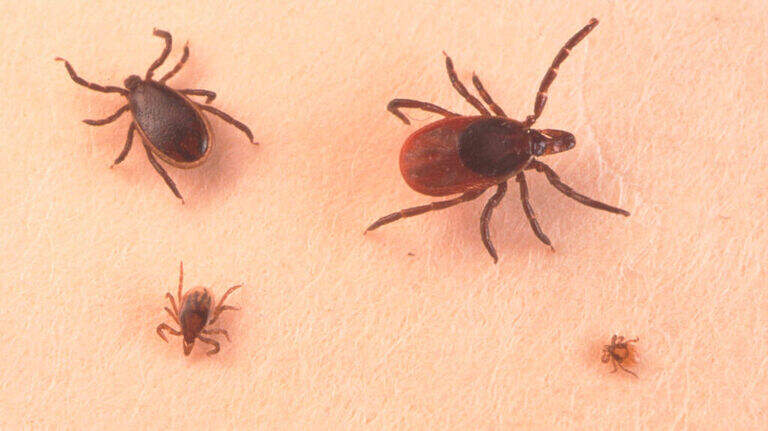 Is tick season worse this year in Pennsylvania? Here’s what experts say