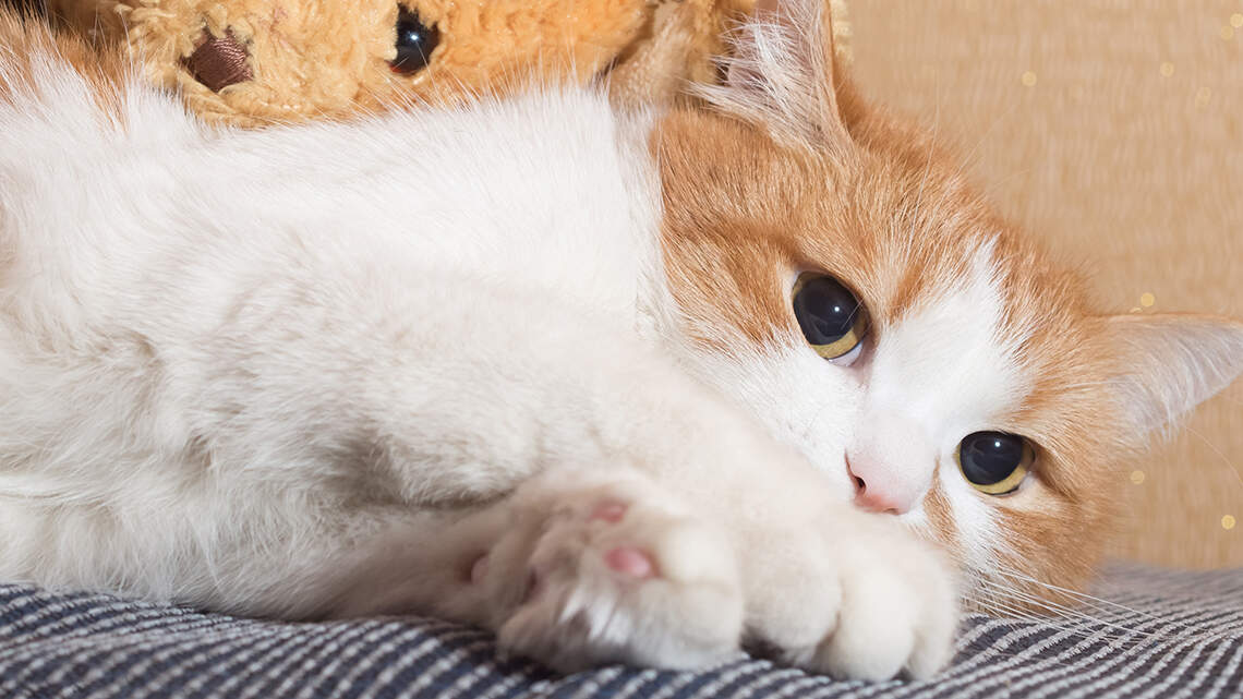 Texas jury got it right: Shelter worker deserved long sentence for torturing kittens | Opinion