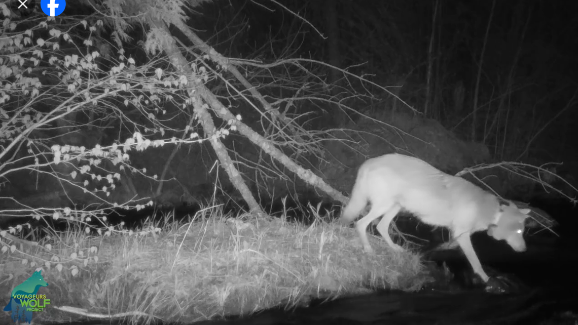 The wolf moves in to snatch a fish from the water.