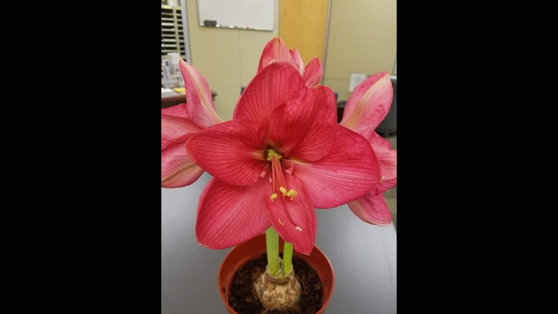 Looking for a bit of color for the holidays? Consider giving the gift of a festive plant