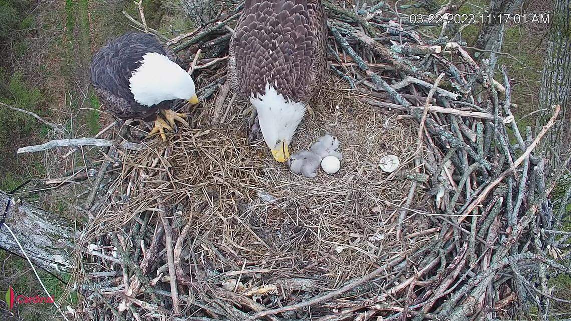 Two eaglets have hatched at the Bortz Family Nature Preserve in Cincinnati. The first baby hatched March 19, followed by the second eaglet March 22.