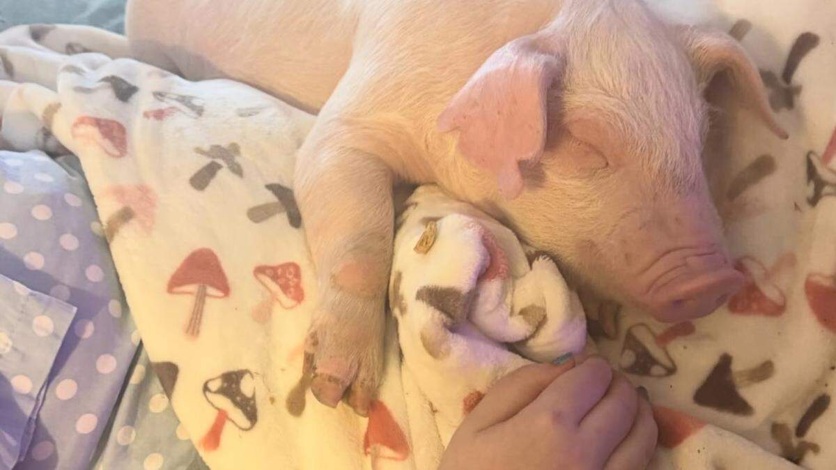 Actor Eric Stonestreet fulfilled a young Misouri hospice patient’s wish by arranging to have this pig from a farm in Kansas pay her a visit.