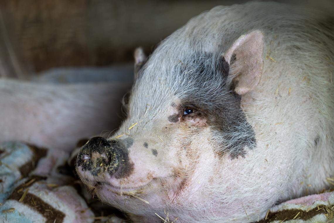 Pixie, a 12-year-old pig, who used to live at a Colorado daycare, but was adopted by a private owner who died, now resides at the Kansas City Pig Rescue Network's (KCPRN) Willeyville Farm in Cleveland, Missouri, in Cass County. “She has suffered great depression since returning,” said Kayli Houk, the president and co-founder of the KCPRN.