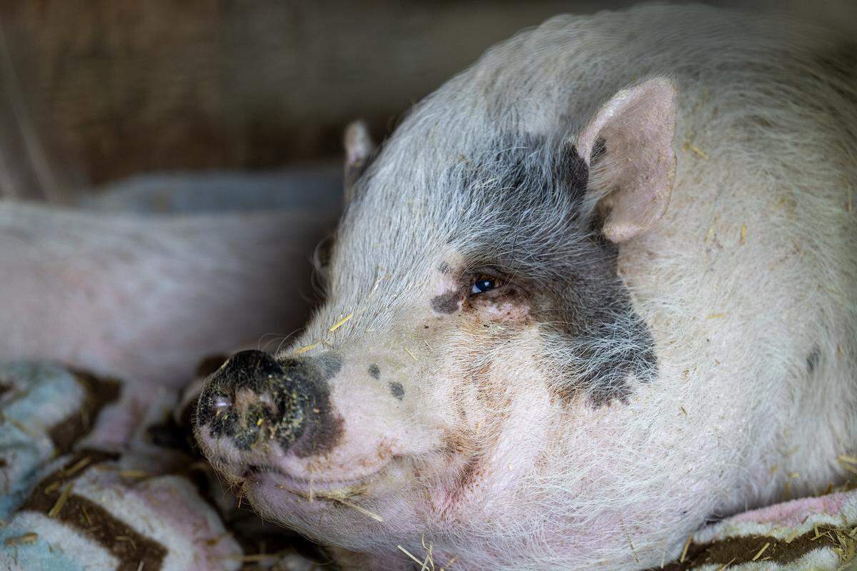 Pixie, a 12-year-old pig, who used to live at a Colorado daycare, but was adopted by a private owner who died, now resides at the Kansas City Pig Rescue Network's (KCPRN) Willeyville Farm in Cleveland, Missouri, in Cass County.  “She has suffered great depression since returning,” said Kayli Houk, the president and co-founder of the KCPRN. 