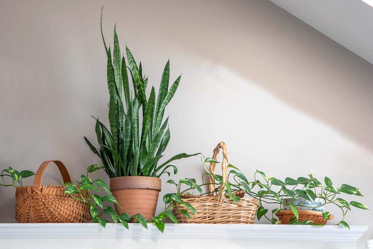 The sansevieria and philodendron may want to be a little closer to light in the winter.