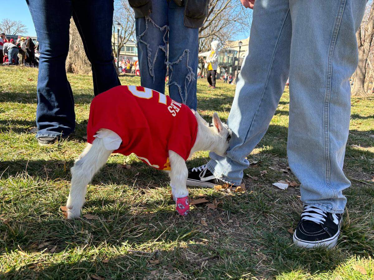 Patrick the goat, just 7 days old, met Chiefs players at the 2024 Super Bowl parade. Feb. 14, 2024.