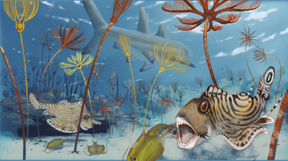 A rendering of Clavusodens mcginnisi, or “McGinnis’ nail tooth,” an ancient shark that stalked the ocean floor 340 million years ago.
