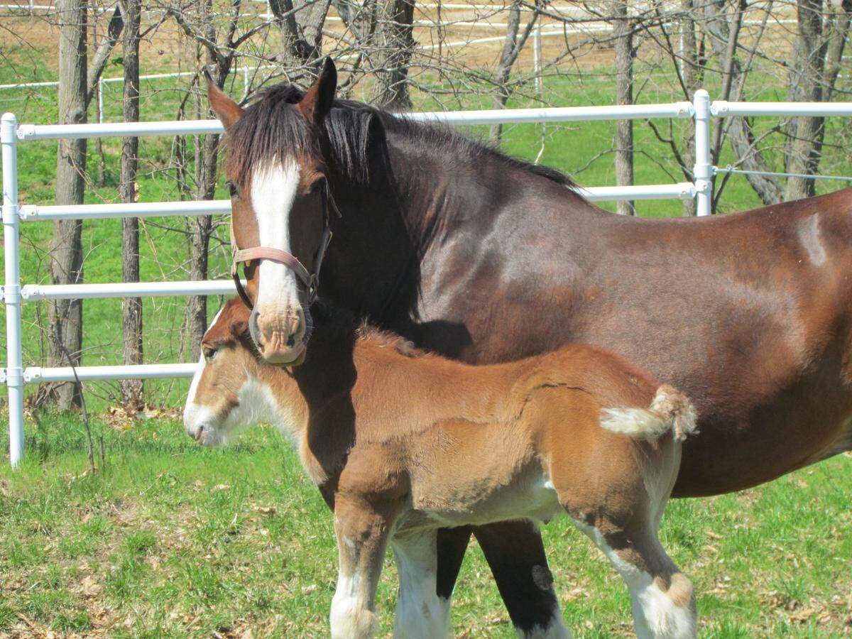 Warm Springs Ranch outside Boonville is the breeding facility of Budweiser Clydesdales.