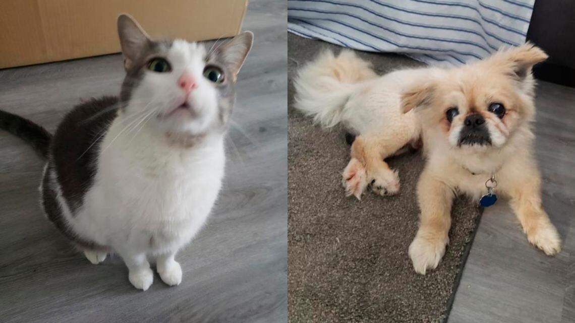 Dominick Filangeri’s cat Mow Mow and his dog Captain were cared for in the KC Pet Project’s Home Away from Home pet foster care program.