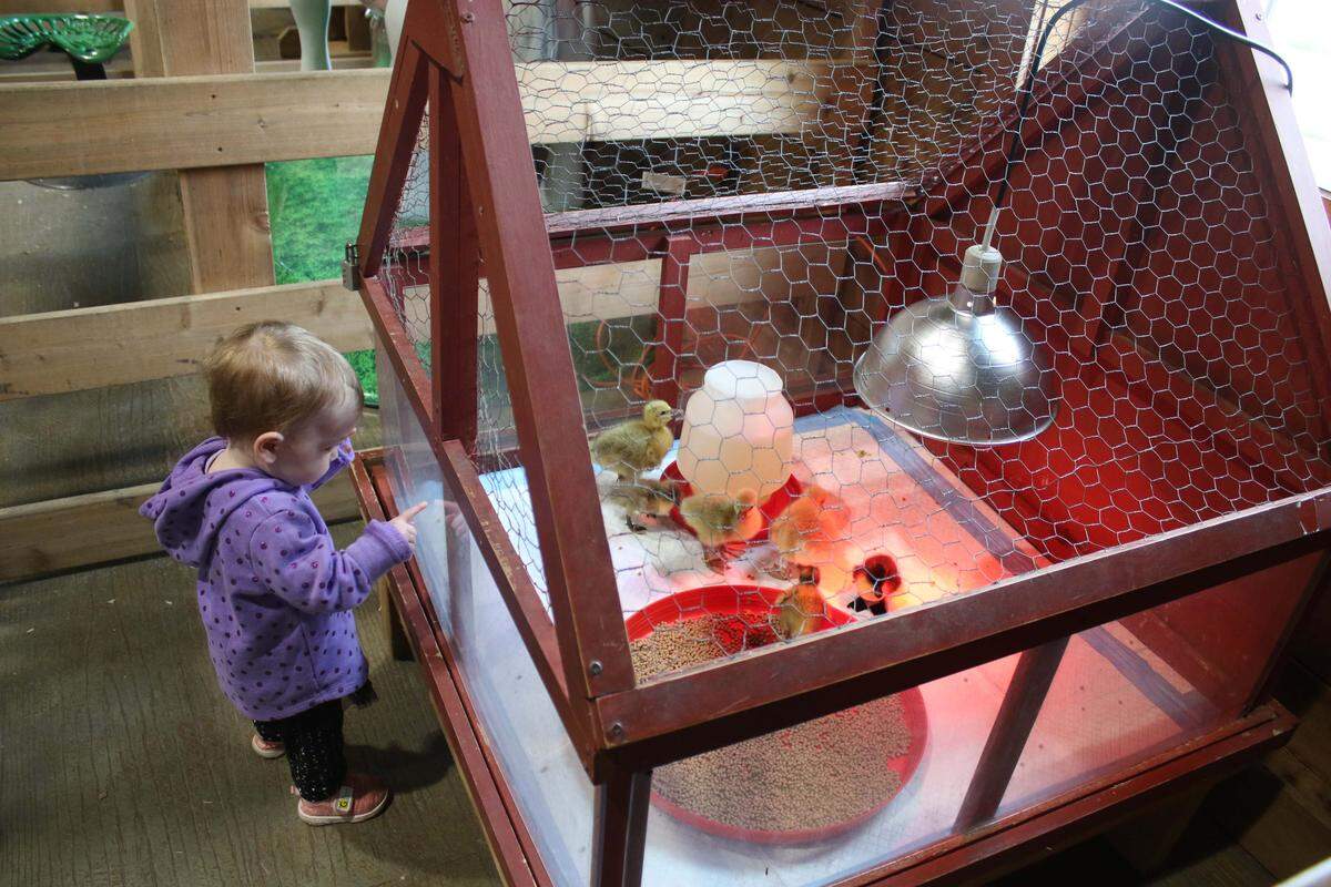 Seventeen-month-old Mylie Hamm of Raymore gets to know a few of the baby ducks at the Deanna Rose Children’s Farmstead on its opening day for 2026.