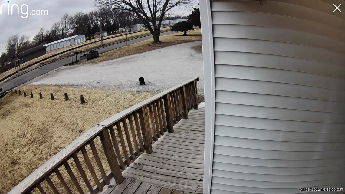 Kansas wildlife experts believe this is likely a black bear cub roaming outside a Kansas home.