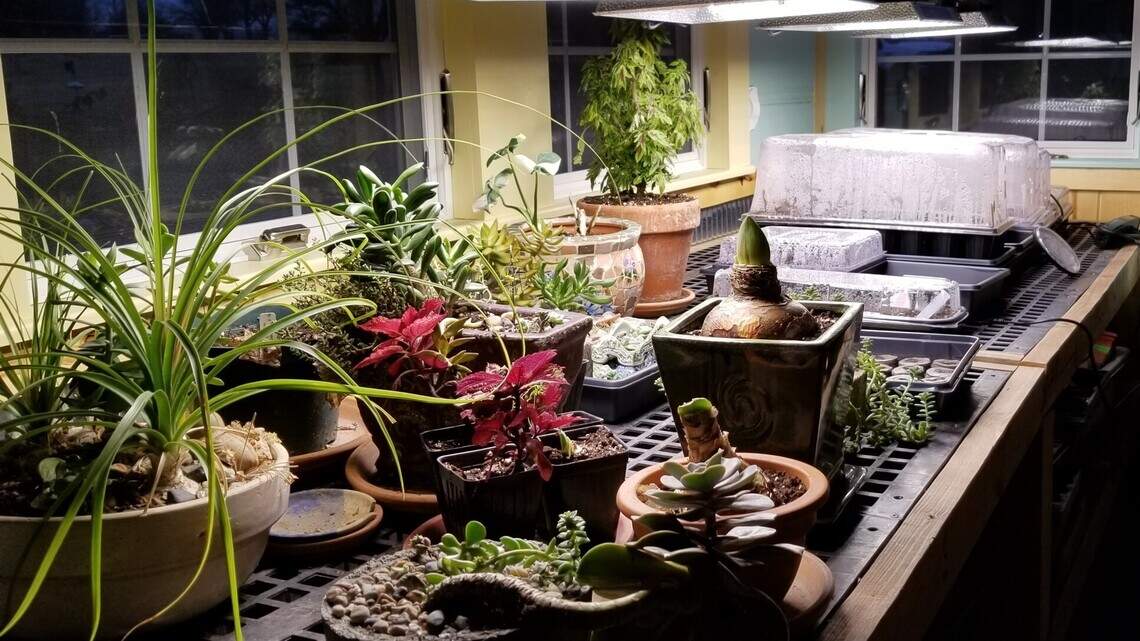 Short days, cold temps make for unhappy houseplants. Avoid killing them with kindness