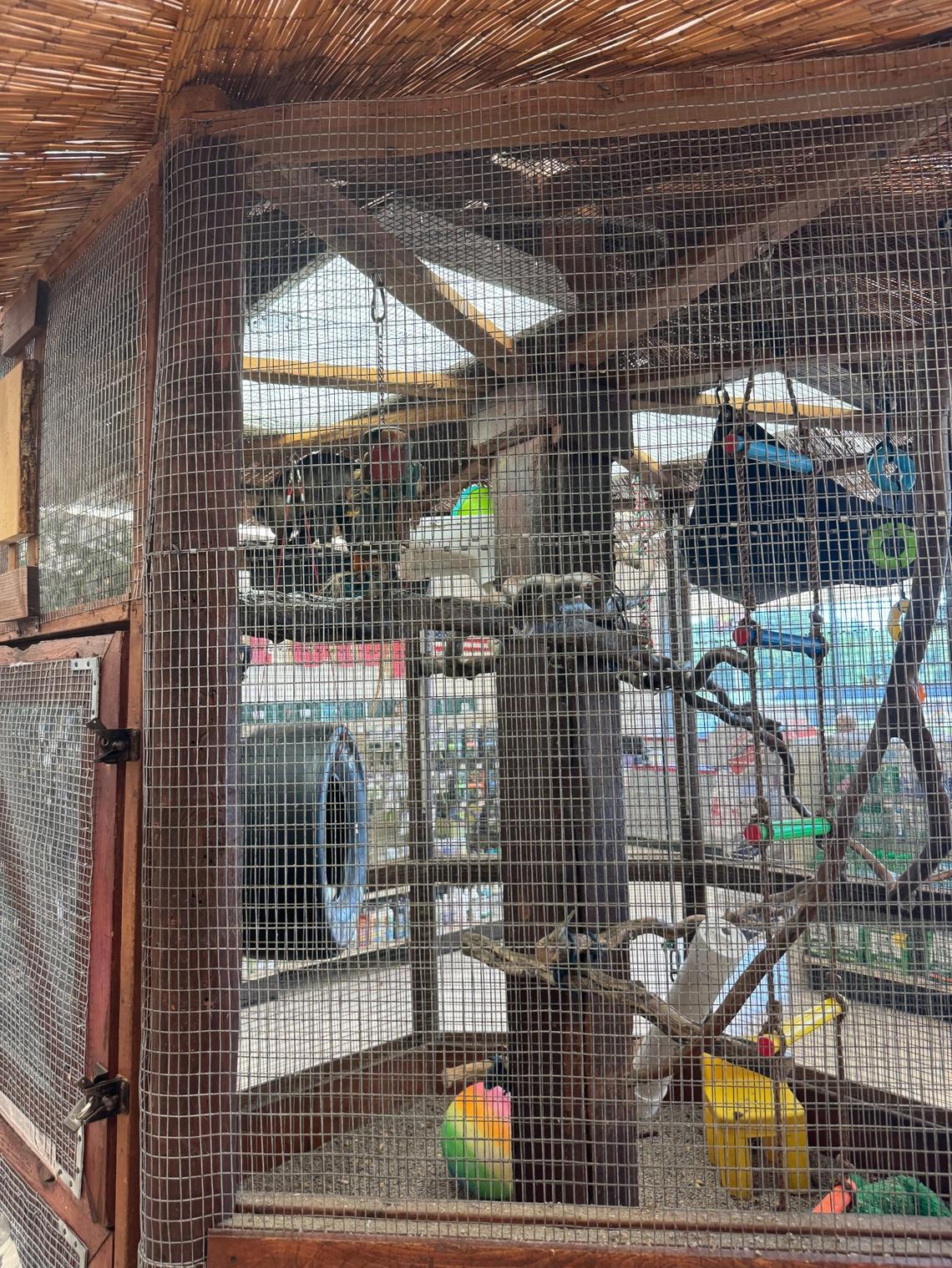 Frankie in his cage with toys and branches. 