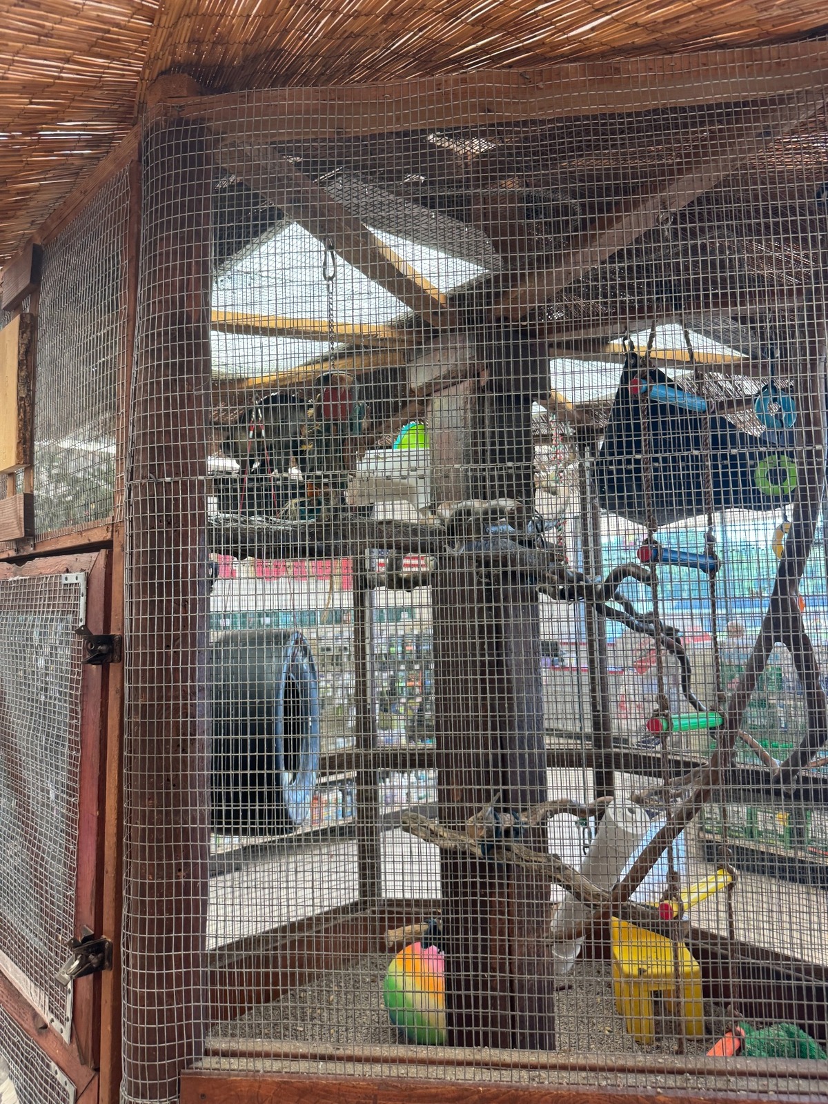 Frankie in his cage with toys and branches. 