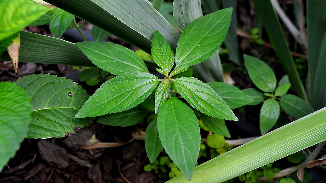 Weeding tips: From mulching to Roundup, there’s no best way to control them