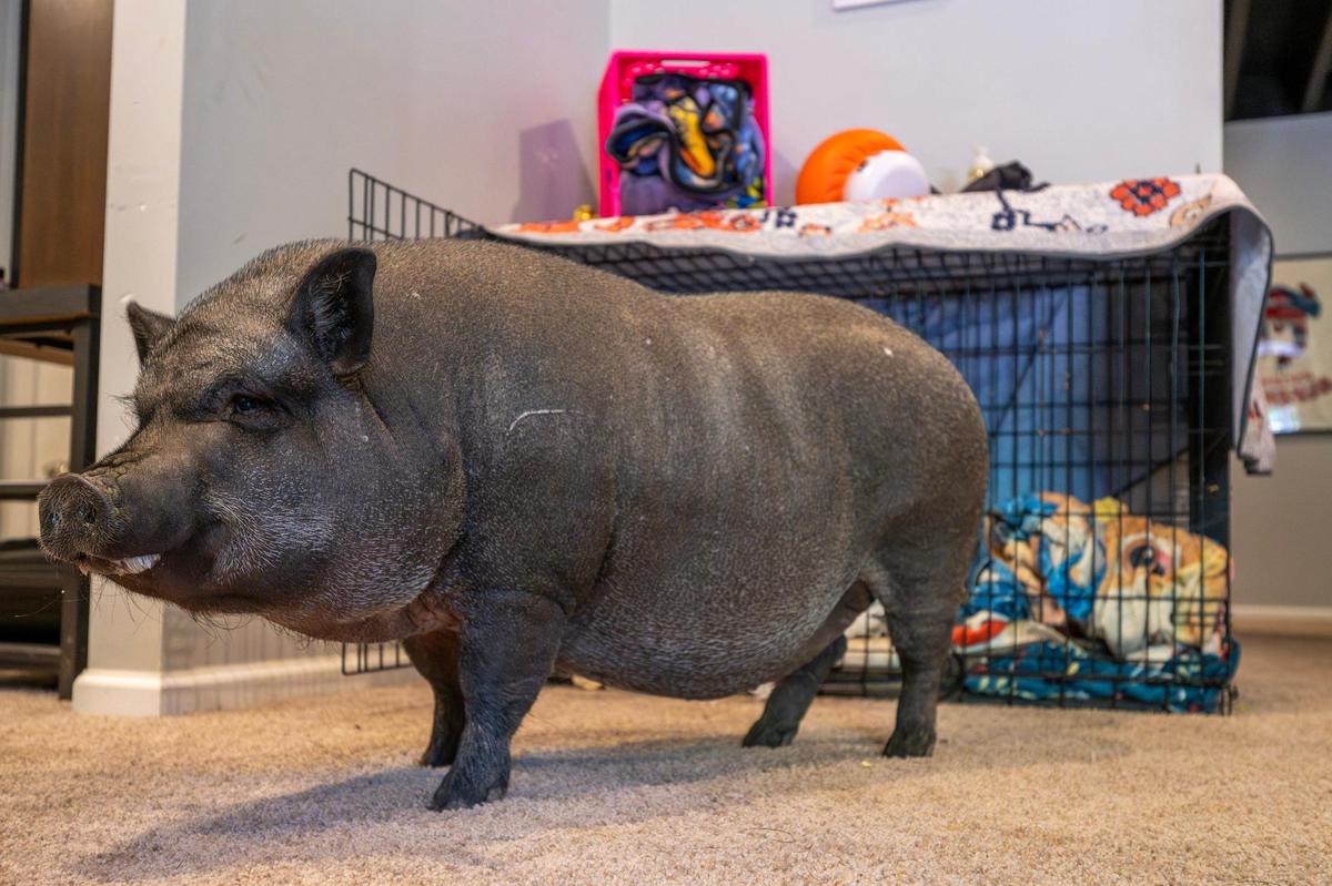 Shera, a pet pig, stands beside her cage in the downstairs living area of her owners’ home on Tuesday, July 22, 2025, in Shawnee, Kansas.