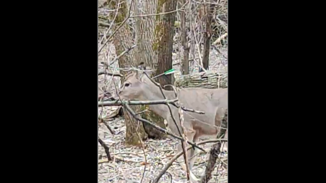 A Milwaukee, Wisconsin, man noticed an odd-looking deer at a park and saw that it has suffered a gruesome injury.