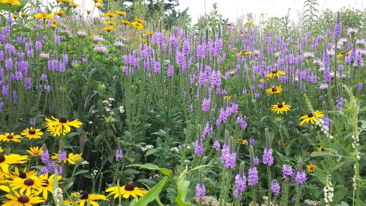 Native plants are equipped to survive our heat, drought and soils, as well as support many of our beneficial indigenous insects better than other plants.