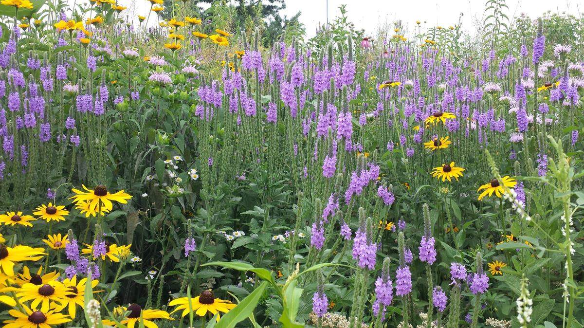 Native plants are equipped to survive our heat, drought and soils, as well as support many of our beneficial indigenous insects better than other plants.