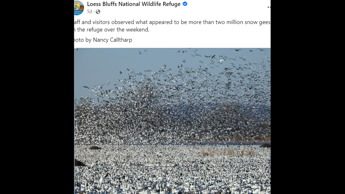 Over 2 million geese descended on a wildlife refuge in Missouri.