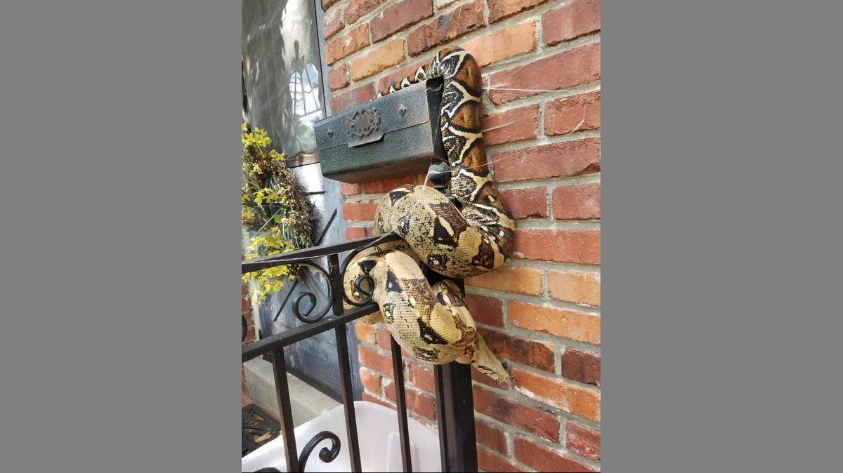 Here’s what greeted a mail carrier in Overland Park on Friday.