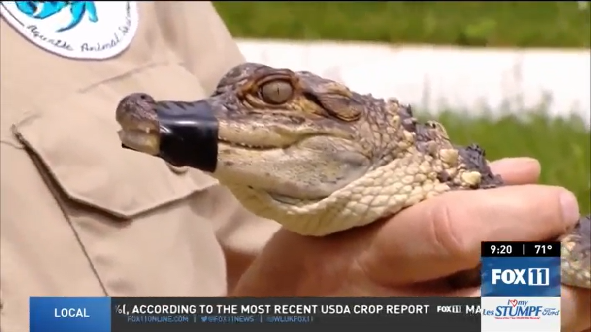 The American alligator was rescued from a lake in Wisconsin, officials said. An exotic animal rescue will temporarily keep the gator while seeking the owner.