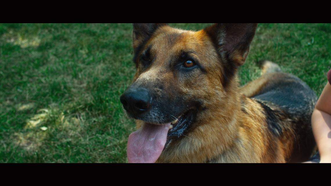 “Belong to Us” is the tale of a German shepherd that escapes a dog-fighting ring.