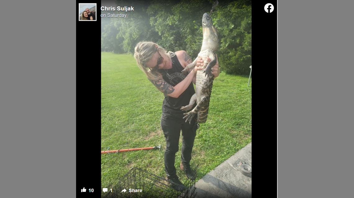 Chris Suljak (not pictured) taped the alligator’s mouth closed to prevent it from biting anyone.
