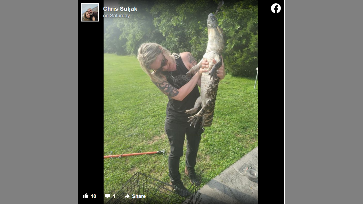 Chris Suljak (not pictured) taped the alligator’s mouth closed to prevent it from biting anyone.